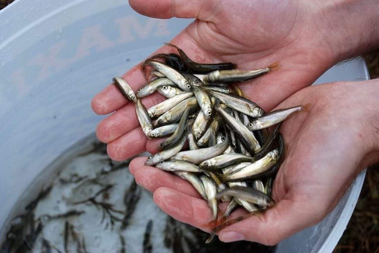 Saznajte više o prikancima, blagu Mostarskog blata