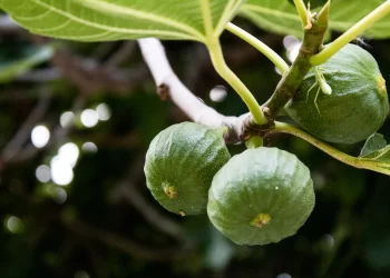 Smokva u Hercegovini trenutačno najtraženije voće