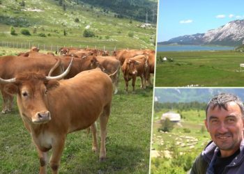 Na Blidinje dolaze turisti iz cijelog svijeta, ali čoban Perko ne može naći ženu (VIDEO)