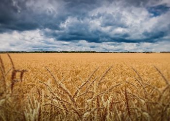 Ukrajina pronašla rješenje kako izvoziti žito, Hrvatska ima ključnu ulogu