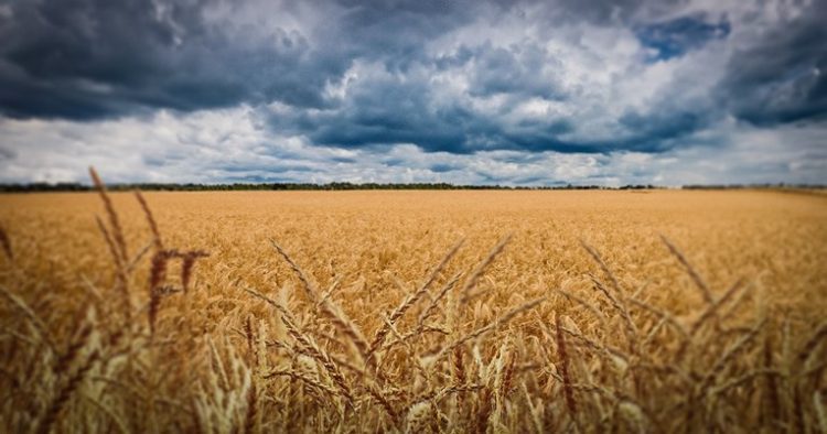 Ukrajina pronašla rješenje kako izvoziti žito, Hrvatska ima ključnu ulogu