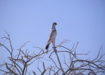Kukavicama nije mjesto u politici
