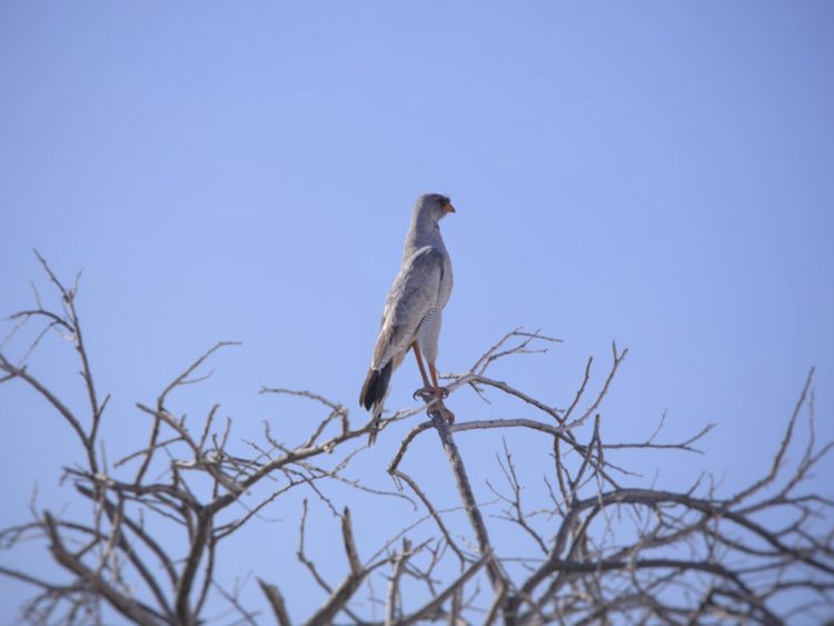 Kukavicama nije mjesto u politici