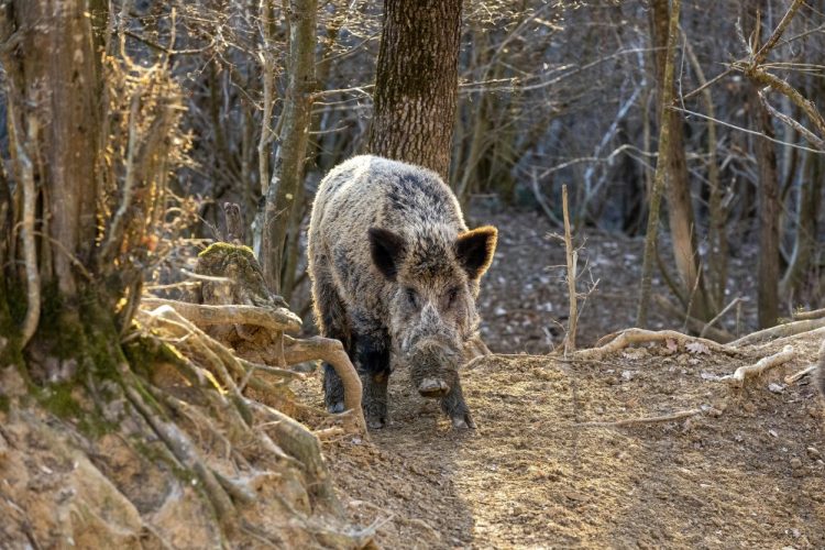 Na području istočne Hercegovine afrička kuga zabilježena kod divljih svinja