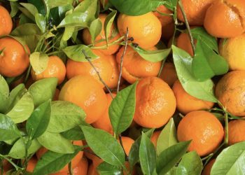 Budućnost Hercegovine: Nasad mandarina kod Ljubuškog star 44 godine