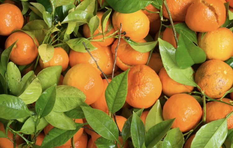 Budućnost Hercegovine: Nasad mandarina kod Ljubuškog star 44 godine