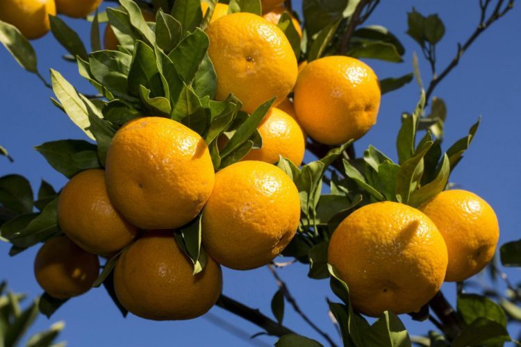 Opasni pesticid pronađen u hrvatskim mandarinama