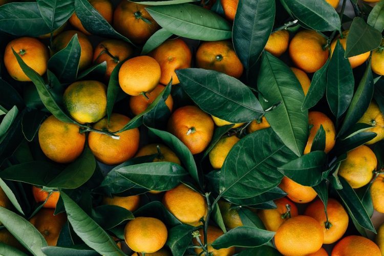Neretvanske mandarine zaražene pesticidima završile u BiH