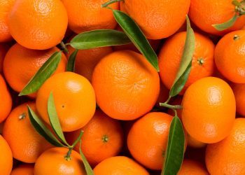 Tko u dolini Neretve koristi opasni pesticid?