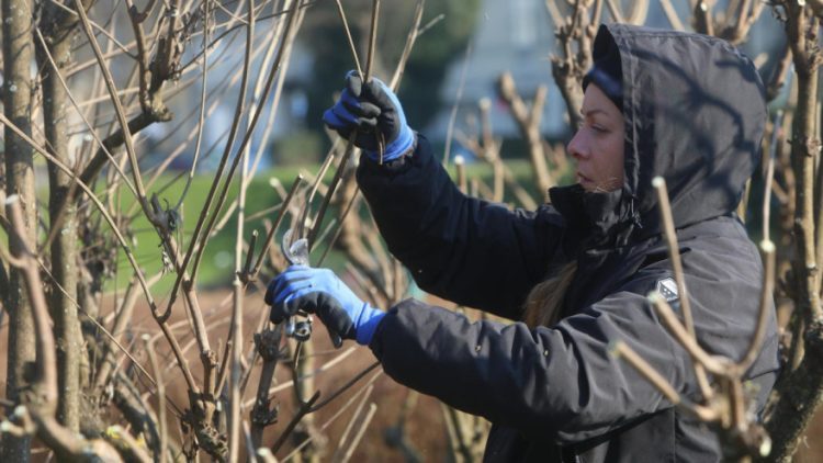 Kada obaviti rezidbu ukrasnih grmova?