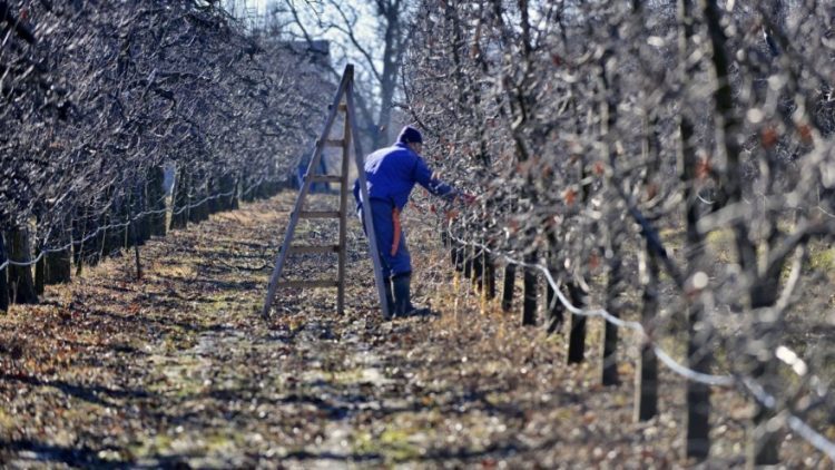 Prva polovica siječnja u voćnjaku i vinogradu – što raditi?