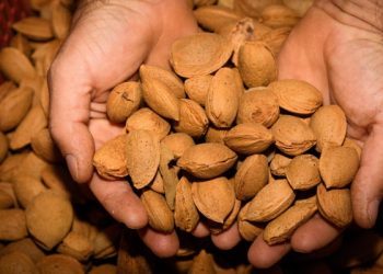 Proizvodnja badema u Hercegovini ima budućnost (VIDEO)