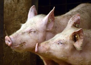 Prvi slučaj afričke svinjske kuge u Zapadnoj Hercegovini: U Jarama eutanazirane 103 svinje