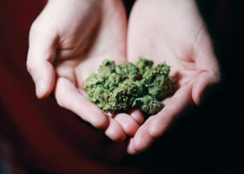 Nakon 40 godina zabrane: Legalizacija kanabisa u Njemačkoj od 1. travnja, neki negoduju