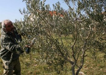 Znalci rezidbe maslina traženiji od najboljih majstora