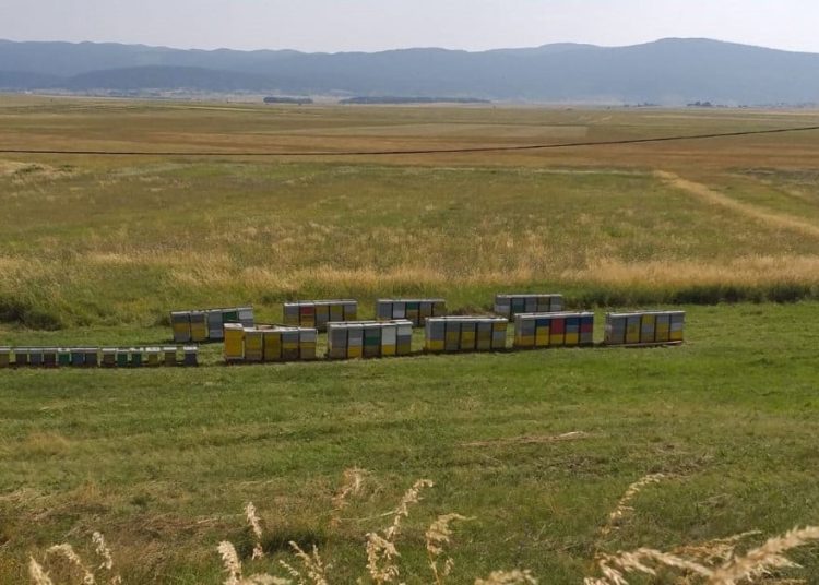 Širokobriješkog veterinara Grgu nagovorili su da krene u pčelarstvo, sada njegov med osvaja zlatne medalje