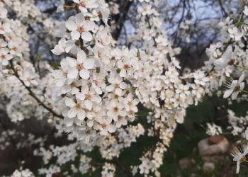 Voće počelo cvjetati u veljači, do sredine travnja opasnost od mraza