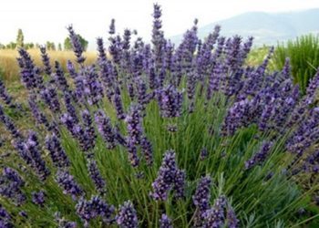 Nabavite ovu biljku i riješite se komaraca zauvijek