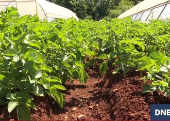 Ljubuški rani krumpir dospio na tržište (VIDEO)