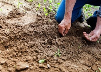 Što se sije i sadi u travnju?