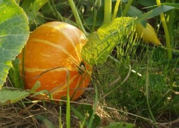 Velika potražnja za presadnicama hokaido tikve