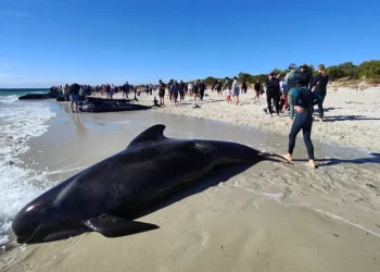 Više od 100 kitova nasukano na australskoj obali