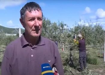 Maslinik u Ljubuškom ne može naći radnike: Dnevnica odlična, ljudi ne žele raditi