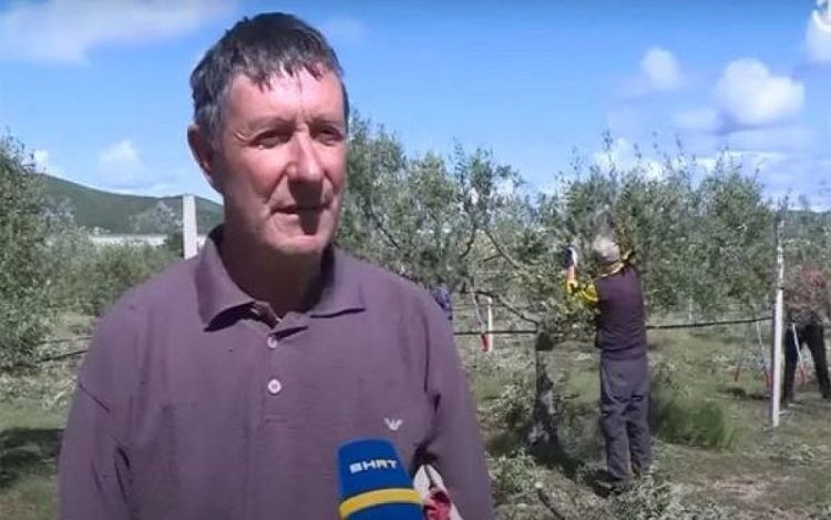 Maslinik u Ljubuškom ne može naći radnike: Dnevnica odlična, ljudi ne žele raditi