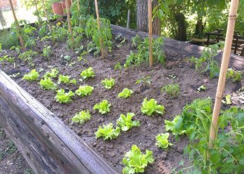 Cijene povrća enormno rastu, isplati li se zasaditi svoju baštu?!