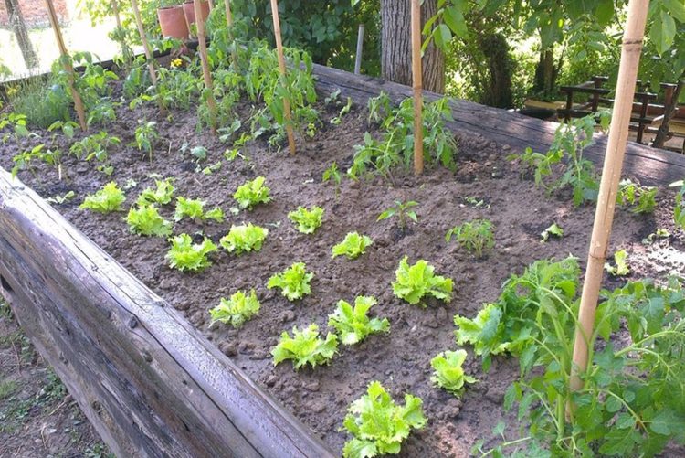 Cijene povrća enormno rastu, isplati li se zasaditi svoju baštu?!