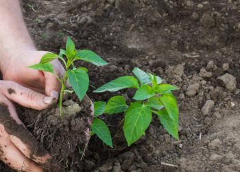 Radovi u svibnju: Sije se i presađuje na otvoreno