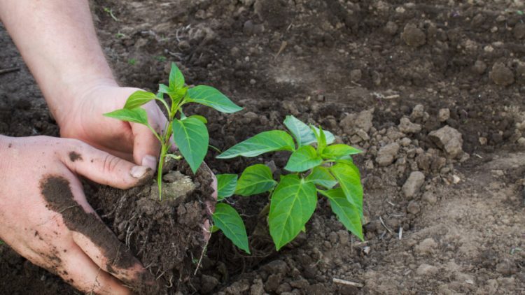 Radovi u svibnju: Sije se i presađuje na otvoreno