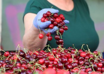 Cijena prvih travanjskih trešanja bila 8 KM, evo koliko se kreću svibanjske cijene