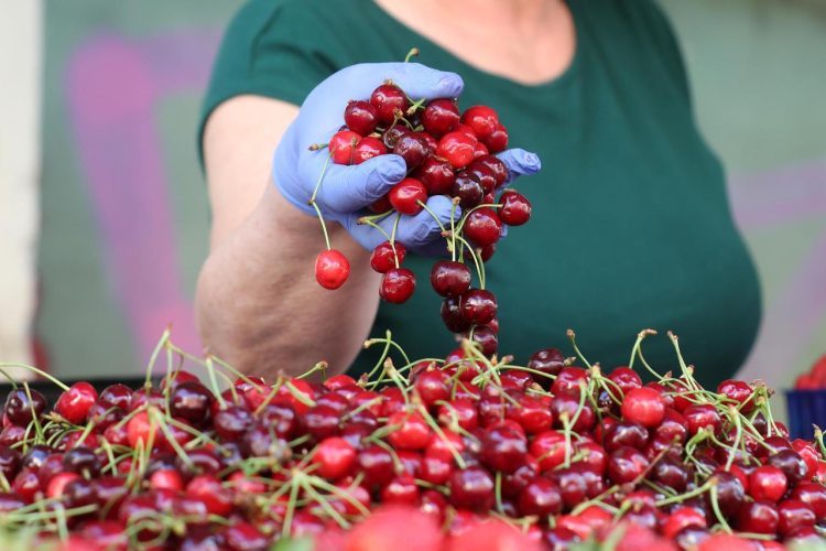 Cijena prvih travanjskih trešanja bila 8 KM, evo koliko se kreću svibanjske cijene