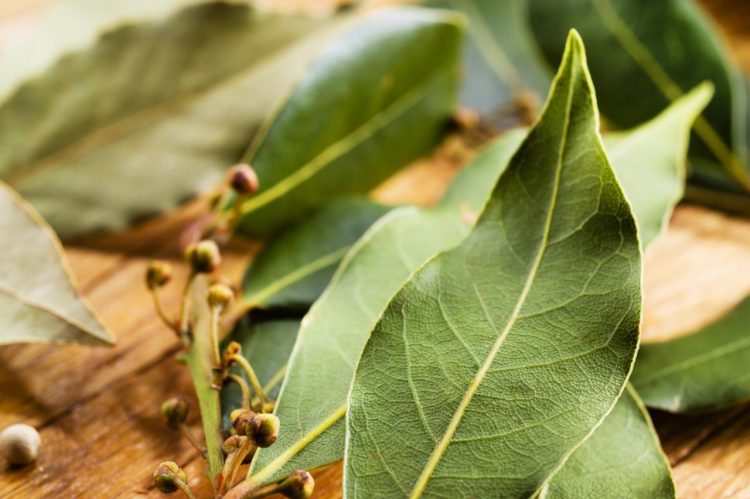 Riješite se bolnog grla i kašlja pomoću lovora