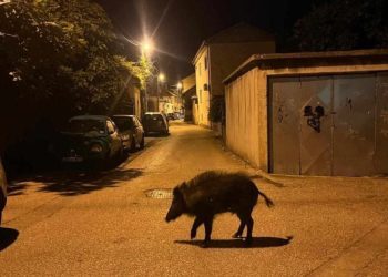 Divlja svinja na putu kroz Mostar: Mještani se iznenadili prizorom