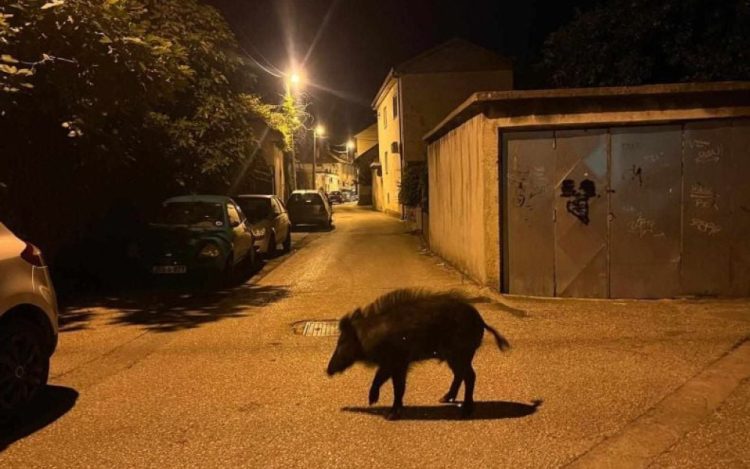 Divlja svinja na putu kroz Mostar: Mještani se iznenadili prizorom