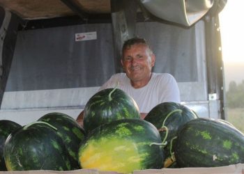 Berba počela, proizvođači iz doline Neretve u problemu: Albanska lubenica “zakrčila” BiH