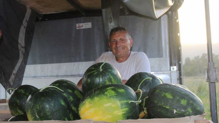 Berba počela, proizvođači iz doline Neretve u problemu: Albanska lubenica “zakrčila” BiH
