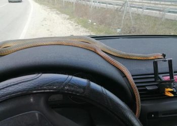 Zmije sve češće ulaze u automobile i kuće, a iz prirode vrebaju i krpelji, crne udovice…