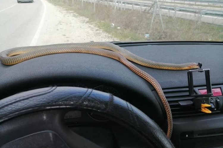 Zmije sve češće ulaze u automobile i kuće, a iz prirode vrebaju i krpelji, crne udovice…