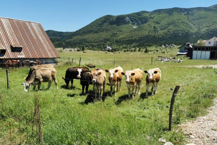 Kako je živjeti na Blidinju: Tijekom cijele godine u planini žive 22 osobe