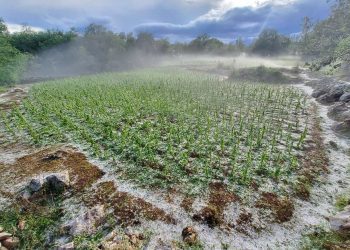 Poljoprivrednici iz Gruda izvještavaju: Tuča je nanijela veliku štetu usjevima