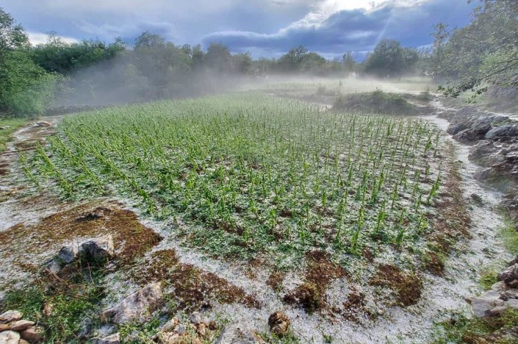 Poljoprivrednici iz Gruda izvještavaju: Tuča je nanijela veliku štetu usjevima