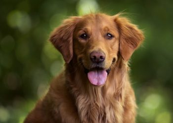 Predloženo osnivanje skloništa za napuštene životinje u ŽZH