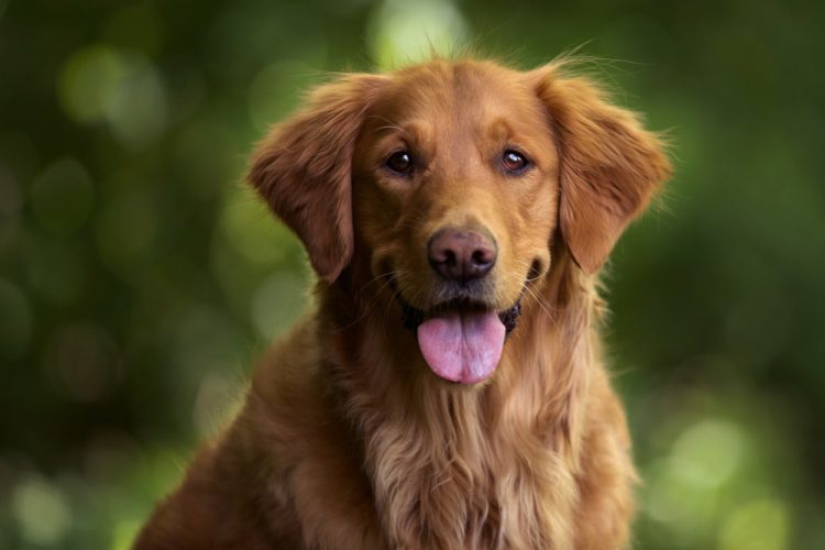 Predloženo osnivanje skloništa za napuštene životinje u ŽZH