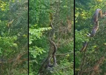 U Hercegovini snimljena najveća zmija!? Snimka poslana i zoolozima u Hrvatskoj