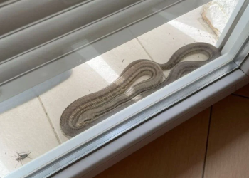 U Ljutom Docu zmija došla do balkona obiteljske kuće