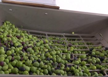 Interes za unapređenje maslinarstva i uljarstva u Hercegovini je velik