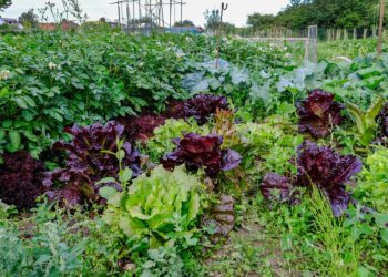 Radovi u lipnju: Sijte, sadite, berite, okopavajte i njegujte biljke